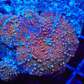 Cinnamon Swirl Mushroom Coral