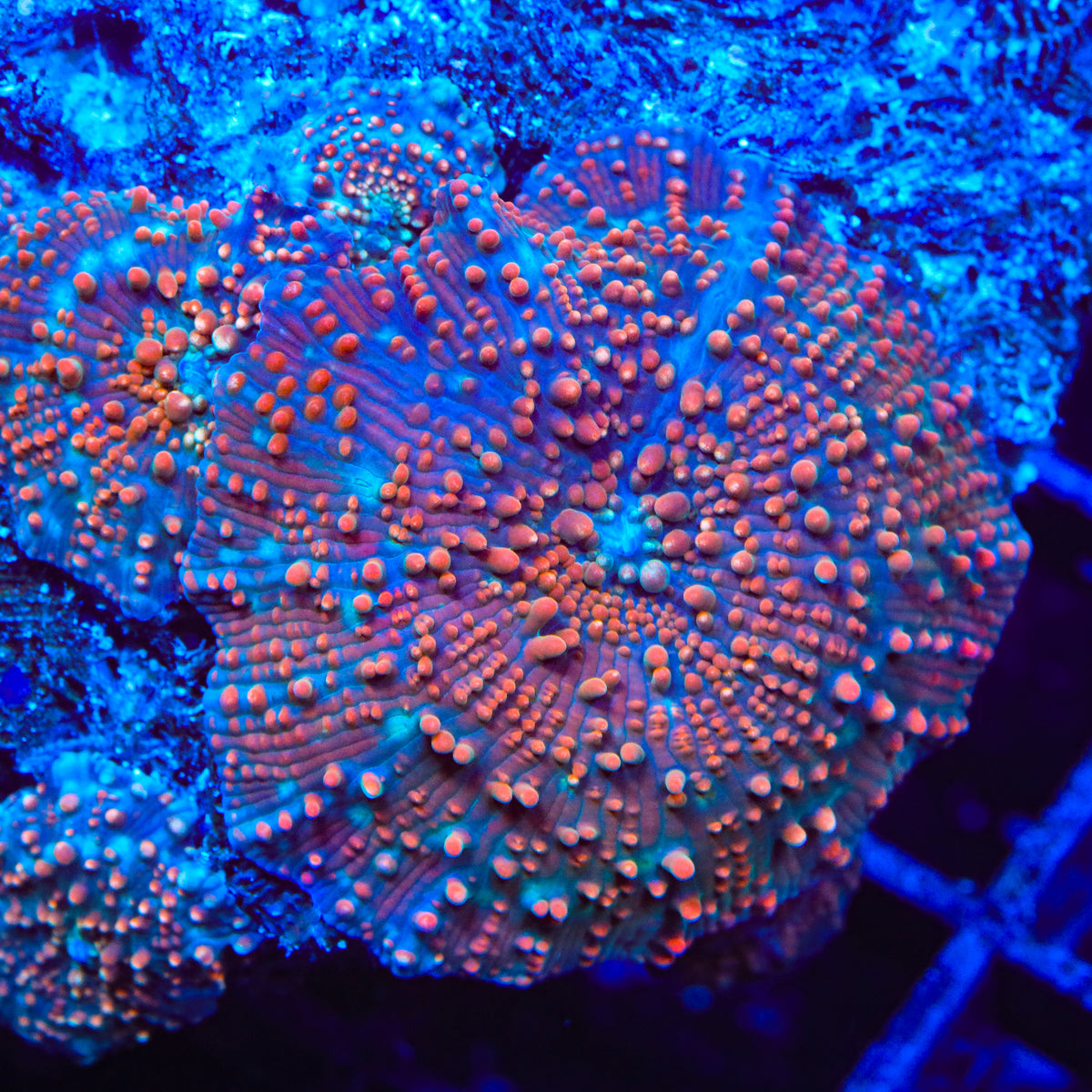 Cinnamon Swirl Mushroom Coral
