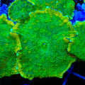 Golden Goose Mushroom Coral