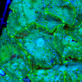 Meadow of Emeralds Mushroom Coral