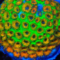 TSA General Inzanity Plesiastrea Coral