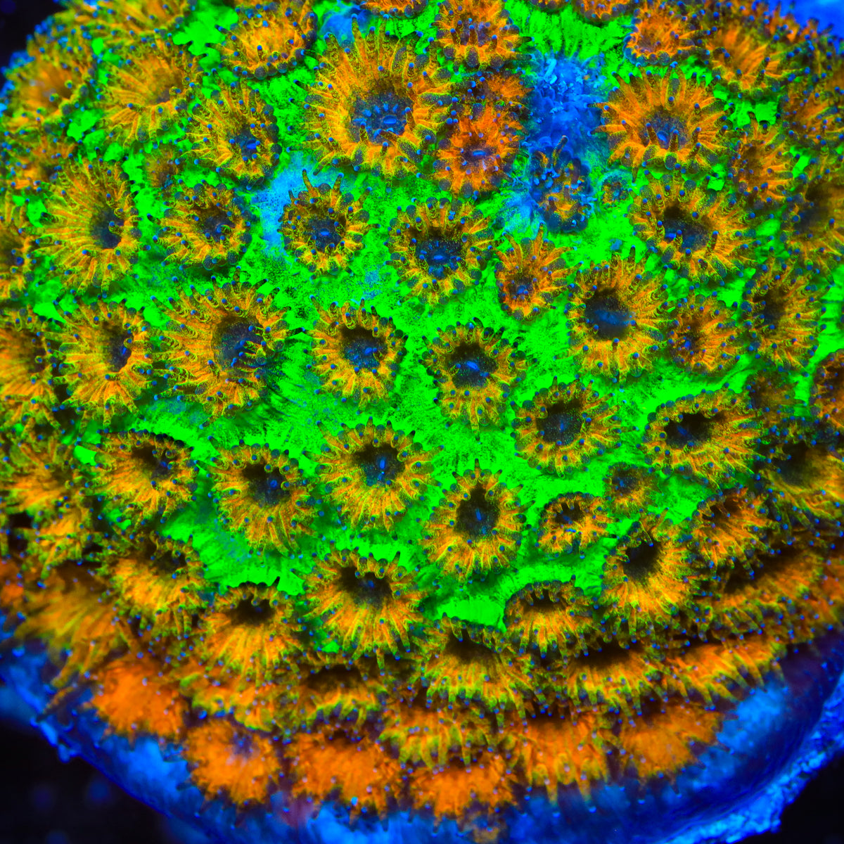 TSA General Inzanity Plesiastrea Coral