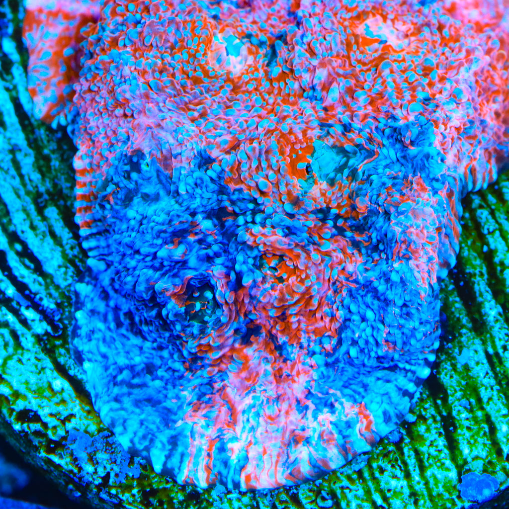 TSA Berry Blitz Chalice Coral