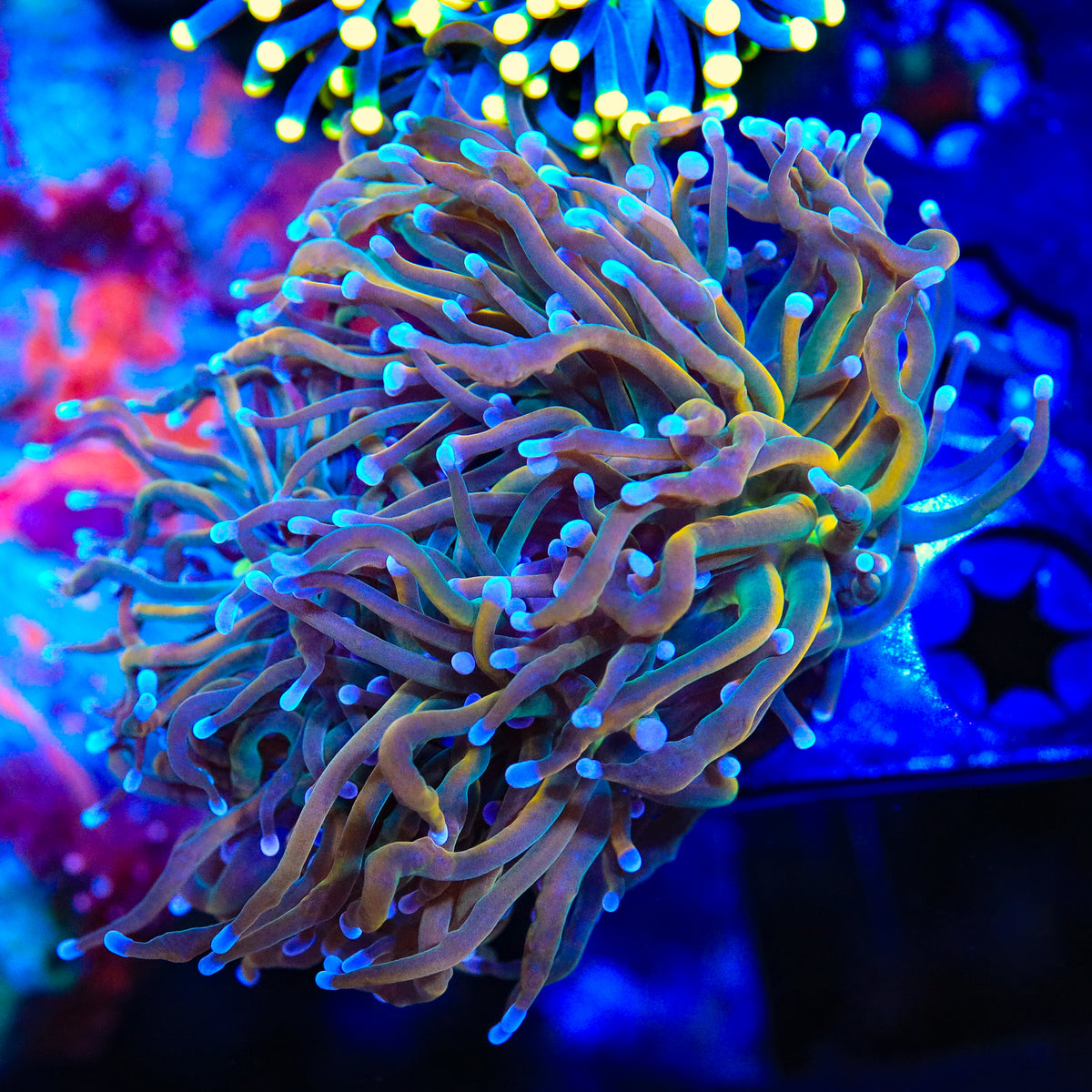 Golden Fawn Torch Coral