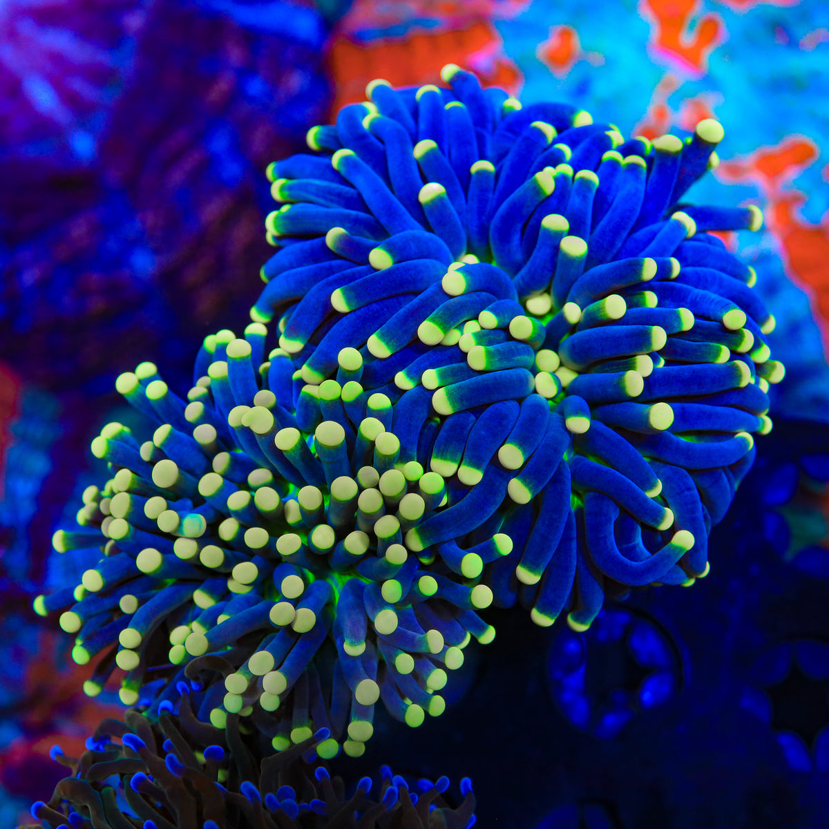 Velvet Moon Torch Coral