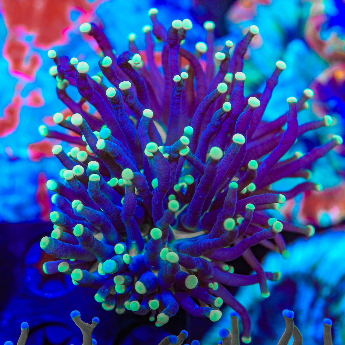 Willow Wisp Torch Coral