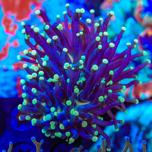 Willow Wisp Torch Coral