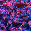 TSA Sparkler Party Glitter Goniopora Coral