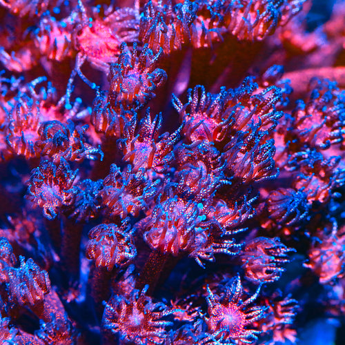 TSA Sparkler Party Glitter Goniopora Coral