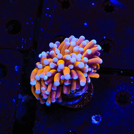 Aussie Gold Torch Coral