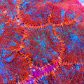 Fire Blazer Mushroom Coral