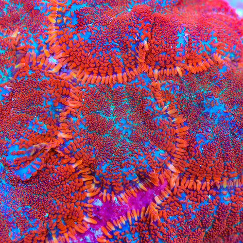 Fire Blazer Mushroom Coral