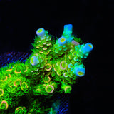 TSA Rainbow Supernova Acropora Coral