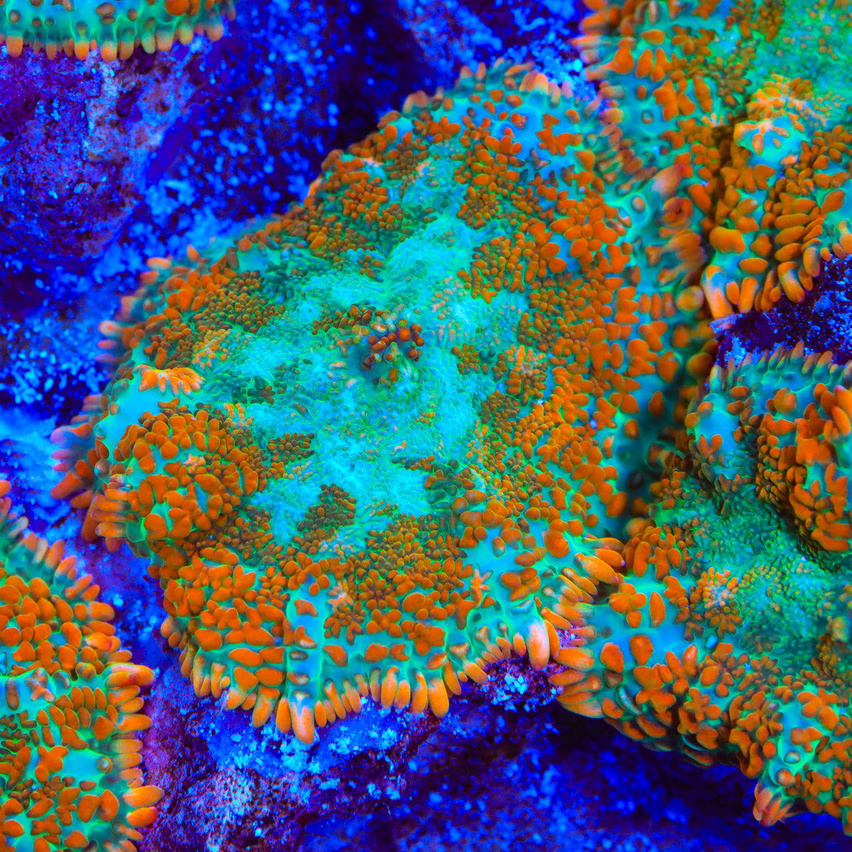 Trail Walker Mushroom Coral