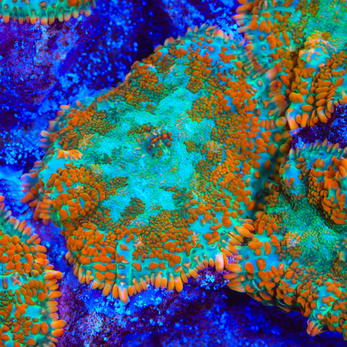 Trail Walker Mushroom Coral