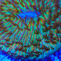 TSA Neon Bloom Aquacultured Plate Coral