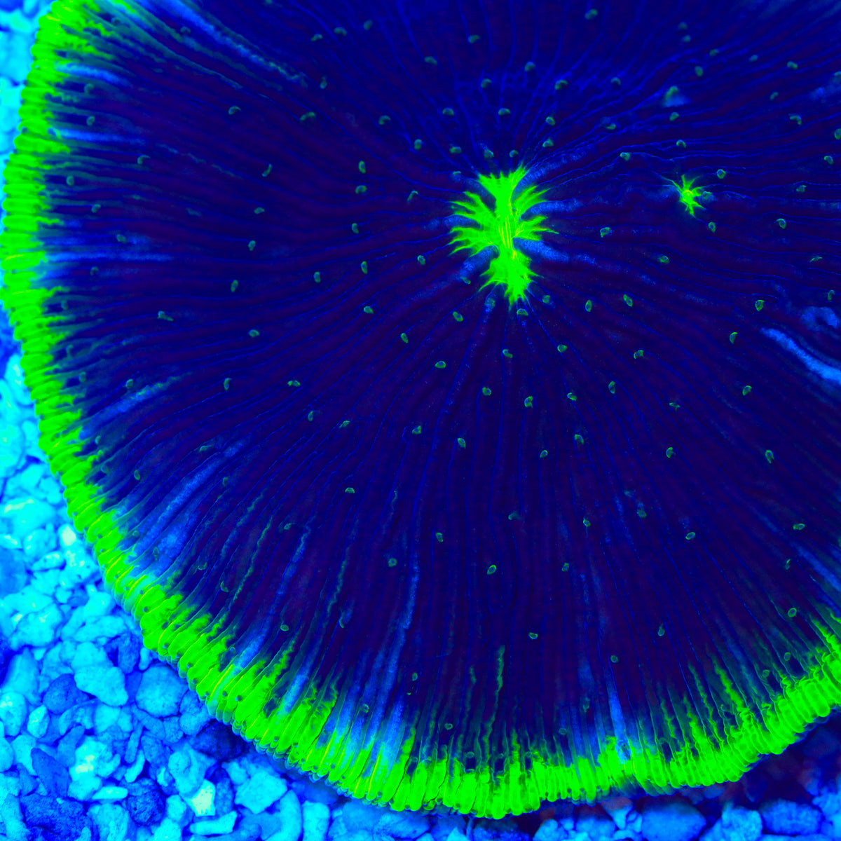 TSA Moonlite Sky Aquacultured Plate Coral
