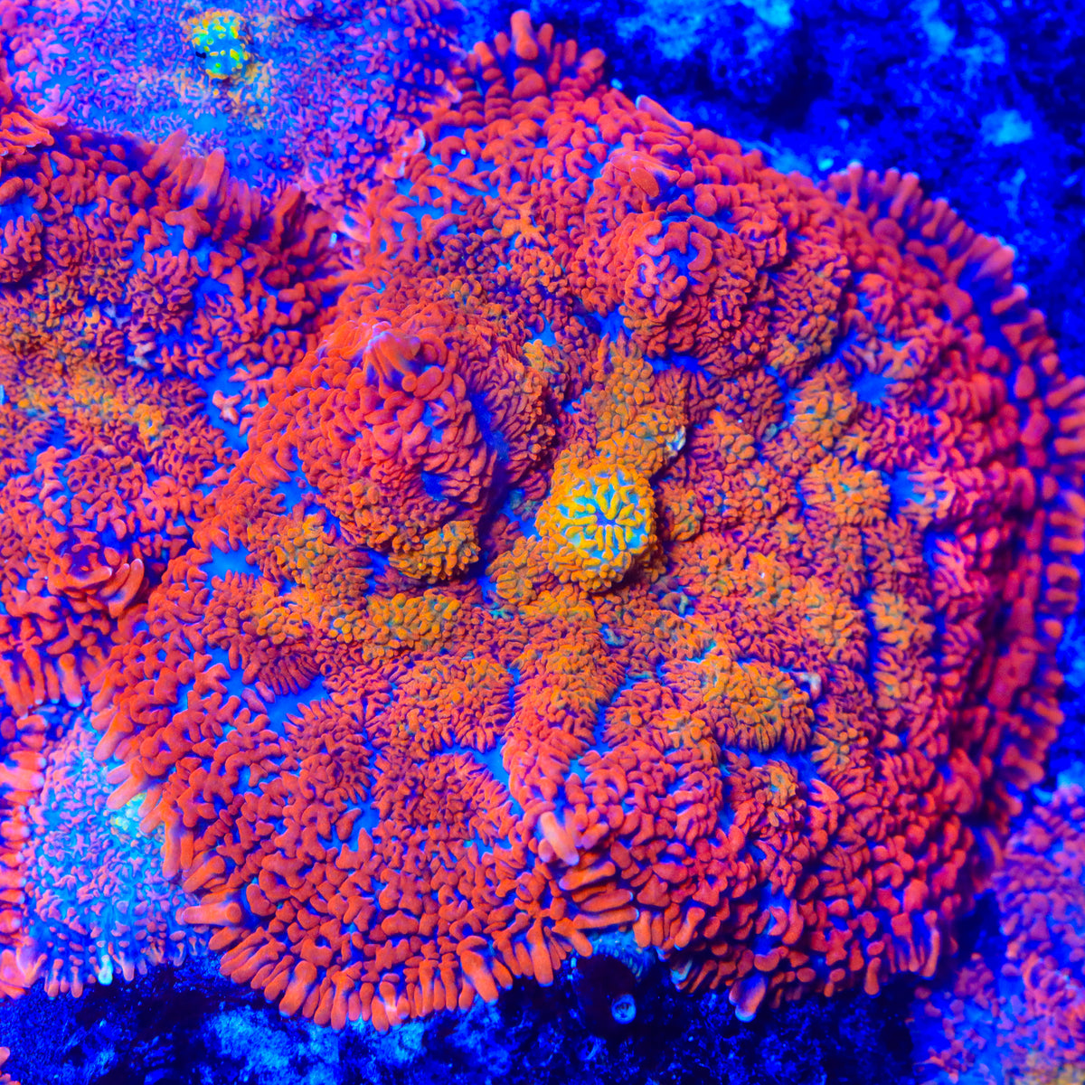 Ricochet Mushroom Coral