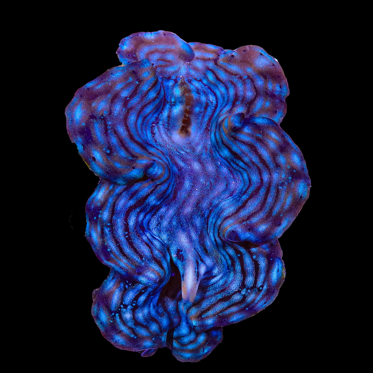 Blue Squamosa Clam 2-3"