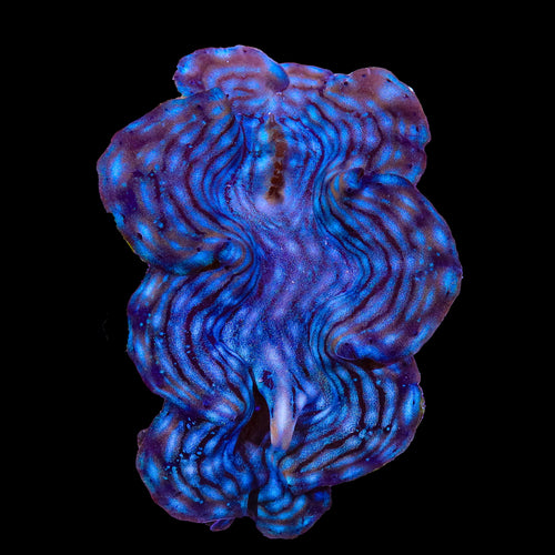 Blue Squamosa Clam 2-3"