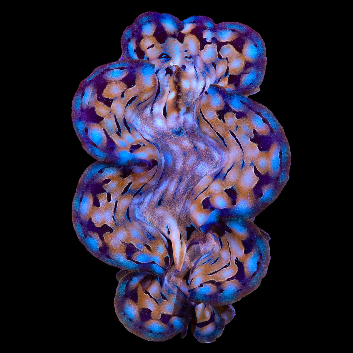 Blue Spotted Squamosa Clam 2-3"