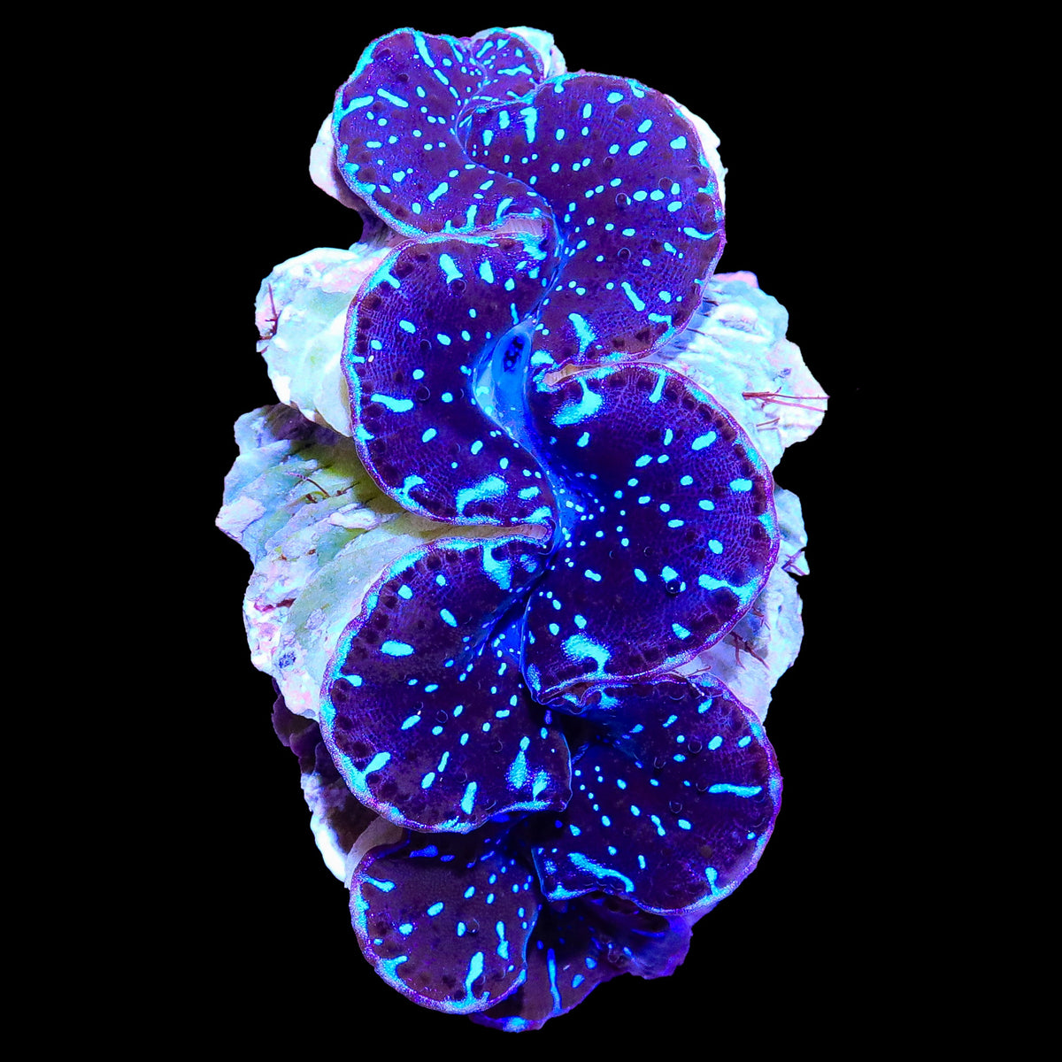 Ultra Blue Maxima Clam 2"