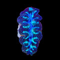 Blue Crocea Clam 1-2"