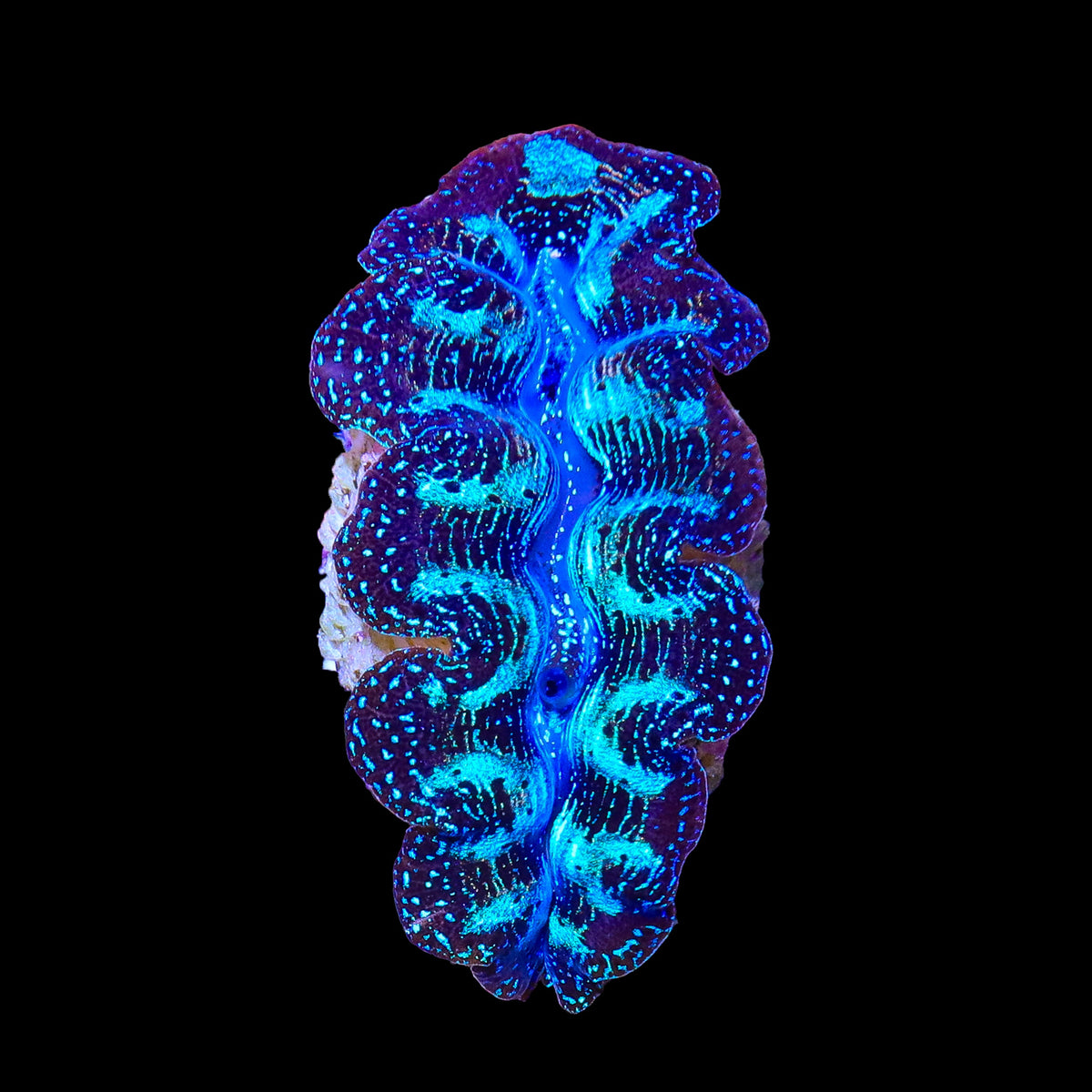 Blue Crocea Clam 1-2"