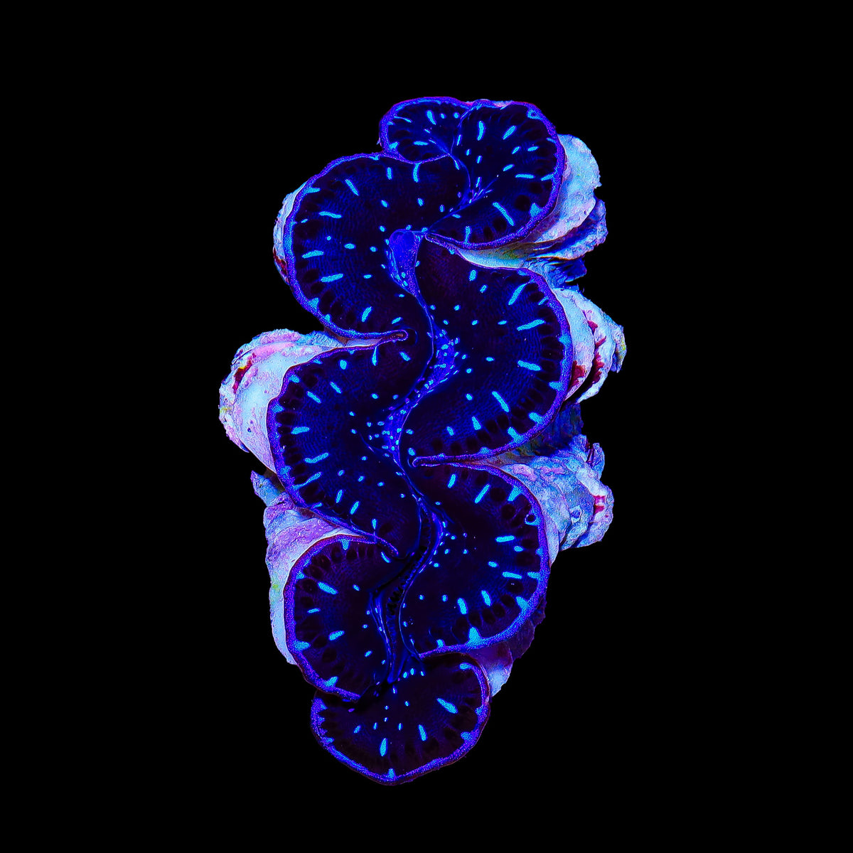 Ultra Blue Maxima Clam 1-2"