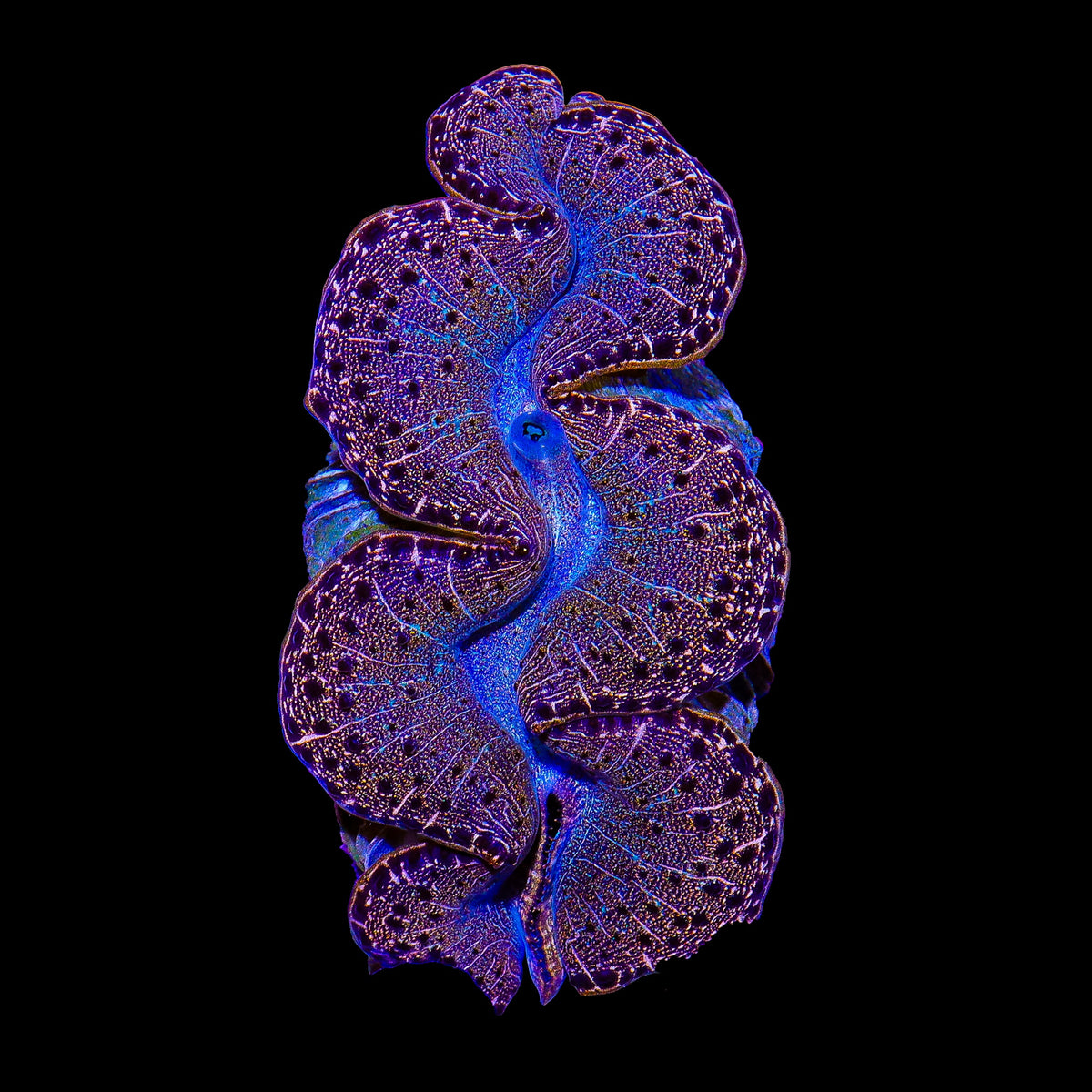 Ultra Grade Maxima Clam 2 - 3"