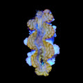 Ultra Squamosa Clam 1-2"