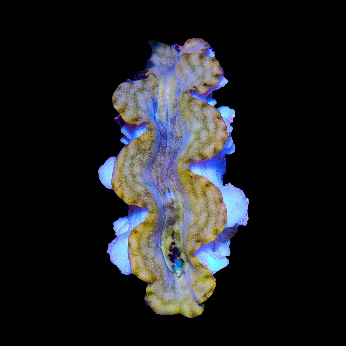 Ultra Squamosa Clam 1-2"