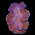 Zebra Derasa Clam 3 - 4"