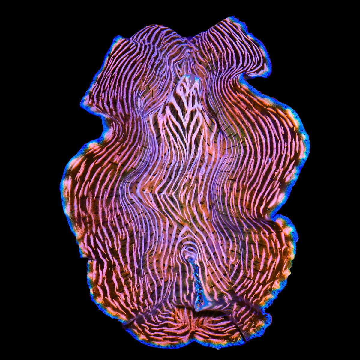 Zebra Derasa Clam 3 - 4"