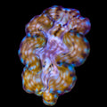 Ultra Squamosa Clam 3 - 4"