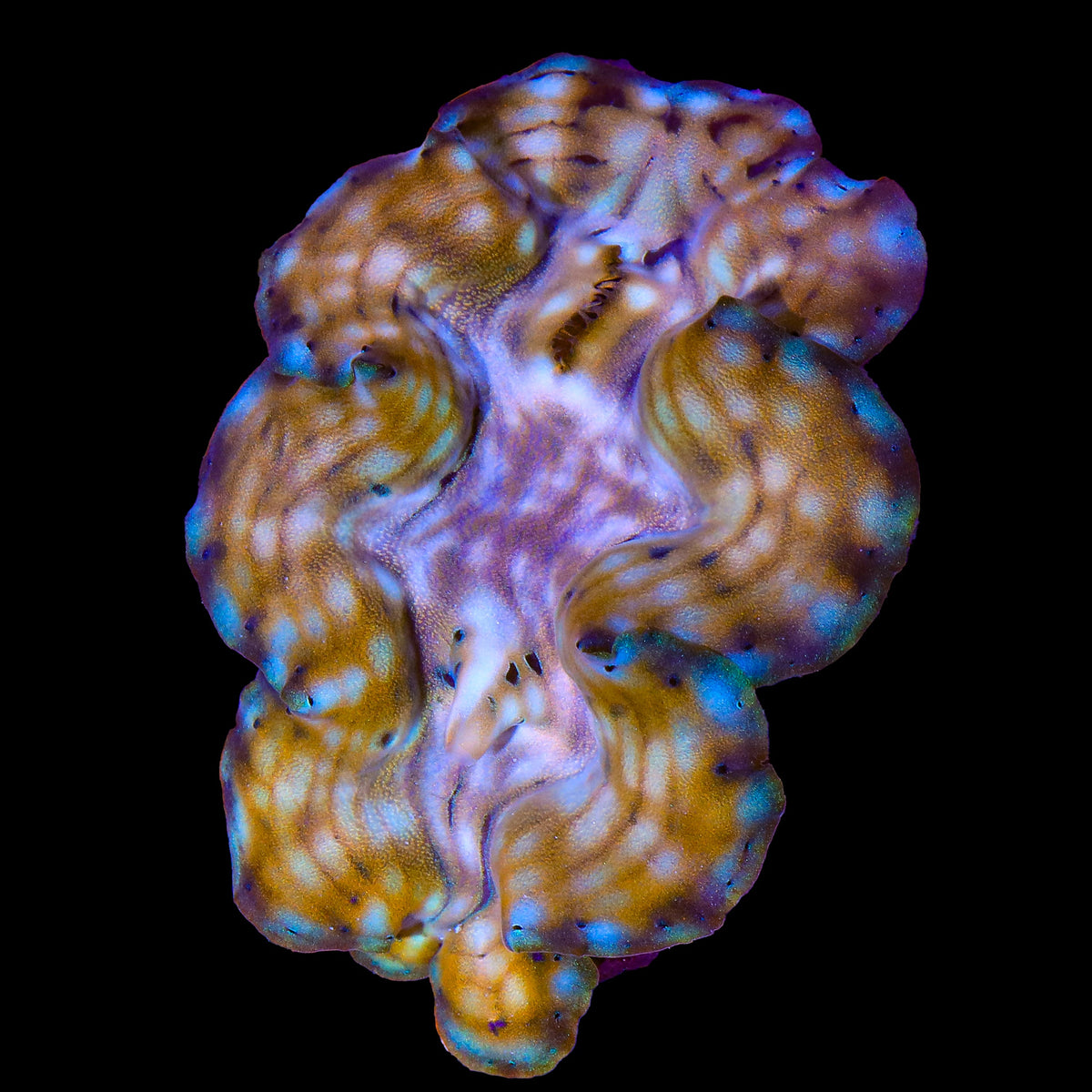 Ultra Squamosa Clam 3 - 4"
