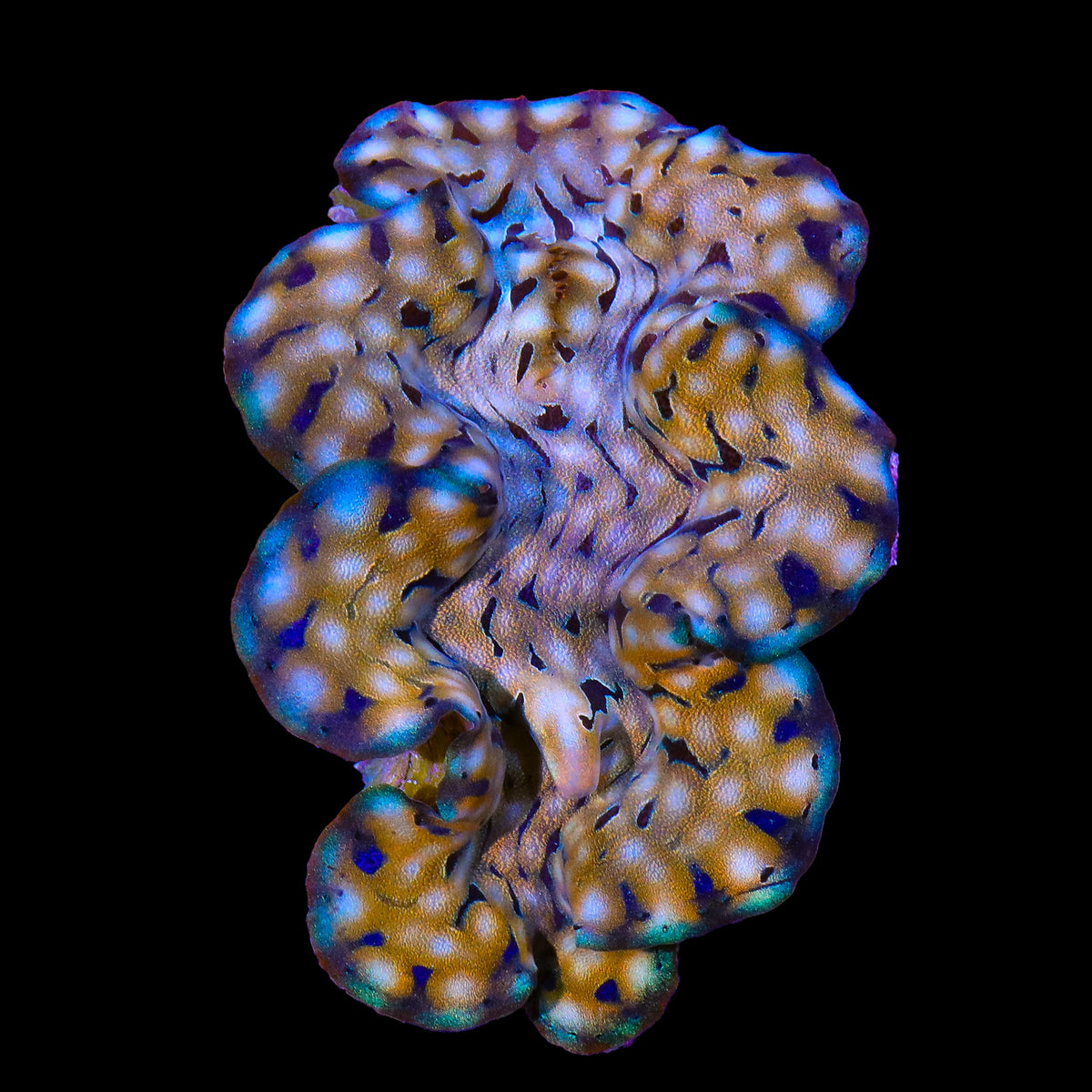 Ultra Squamosa Clam 3 - 4"