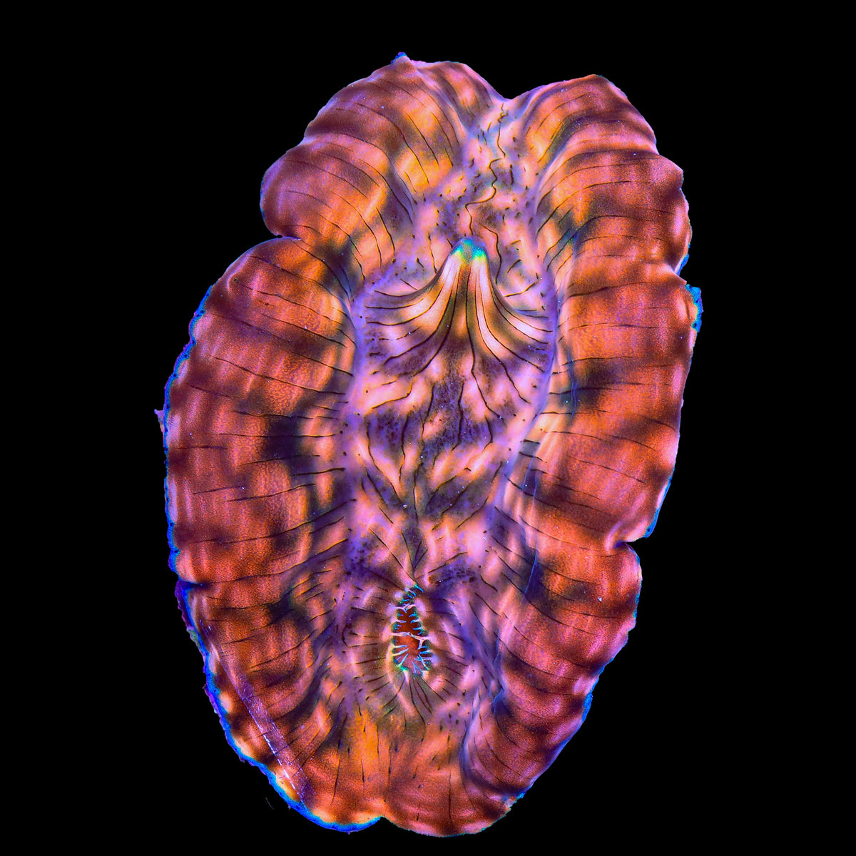 Ultra Derasa Clam 3 - 4"
