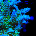 TSA Pixie Pop Acropora Coral