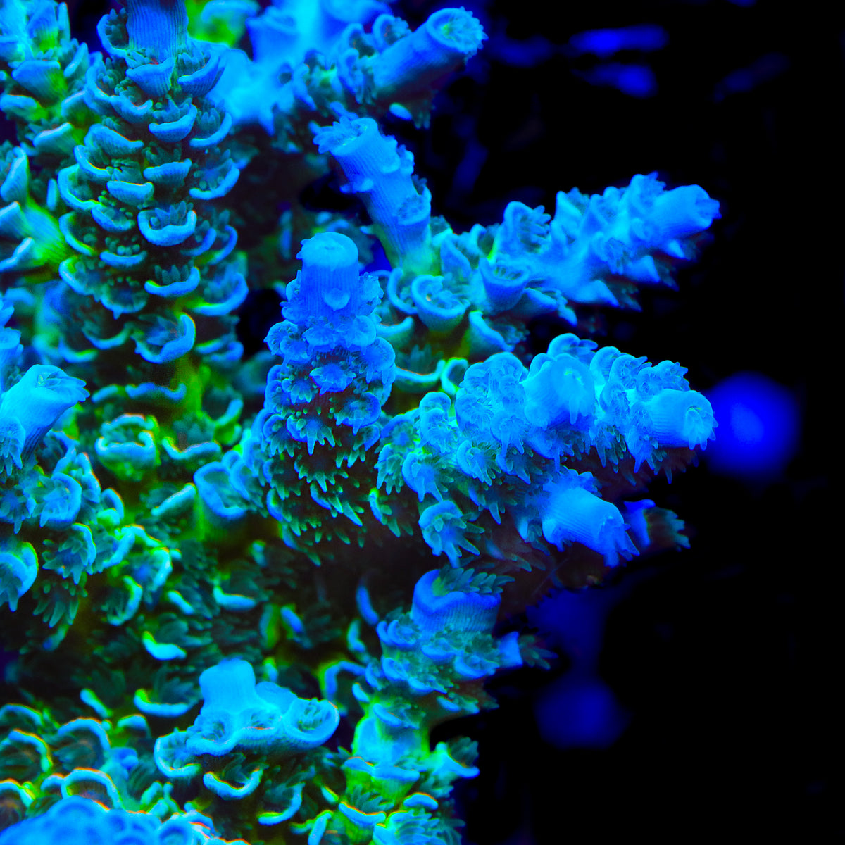 TSA Pixie Pop Acropora Coral