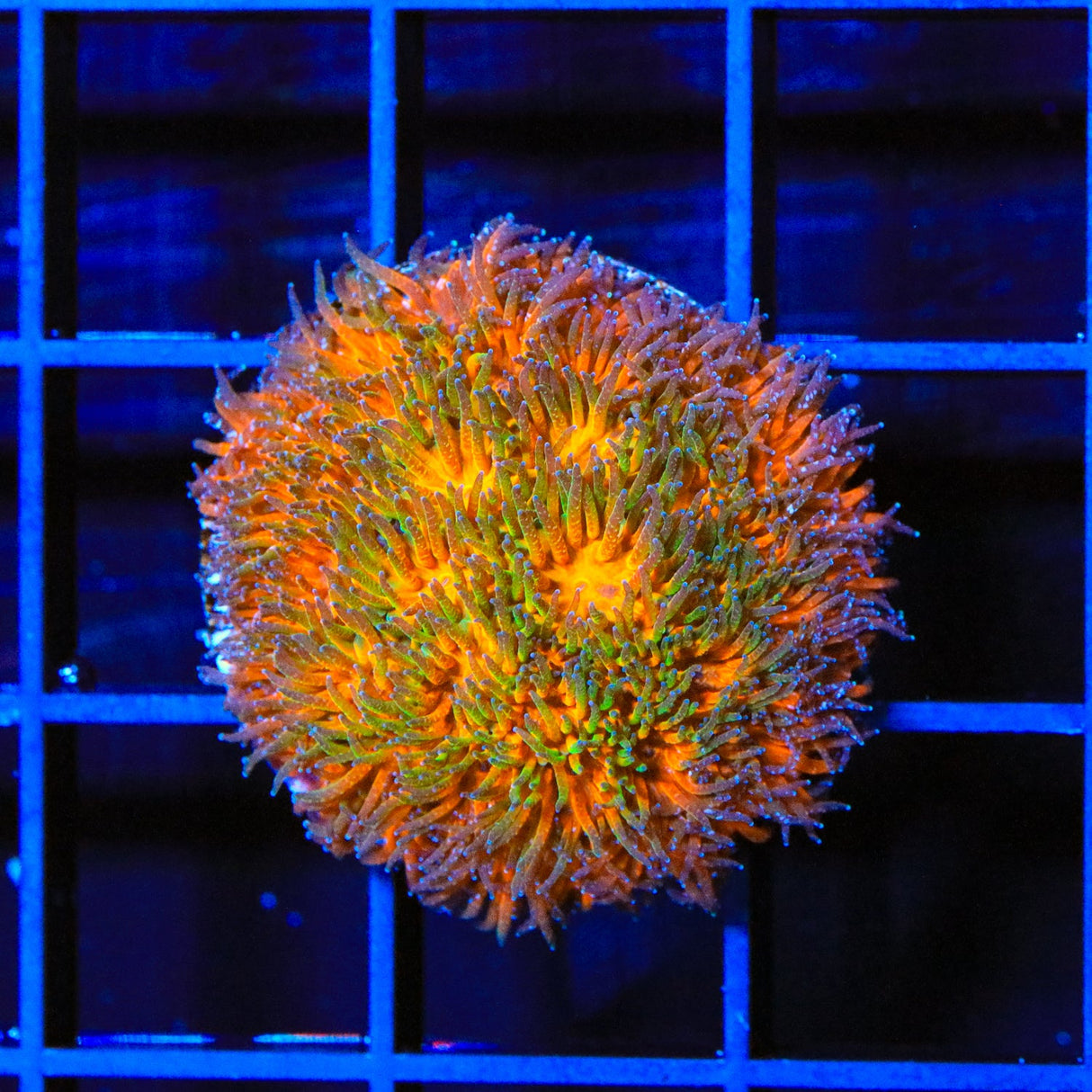 TSA Mayhem Leptastrea Coral