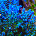 TSA Mystique Acropora Coral