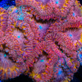 Cosmic Guardian Blastomussa Coral