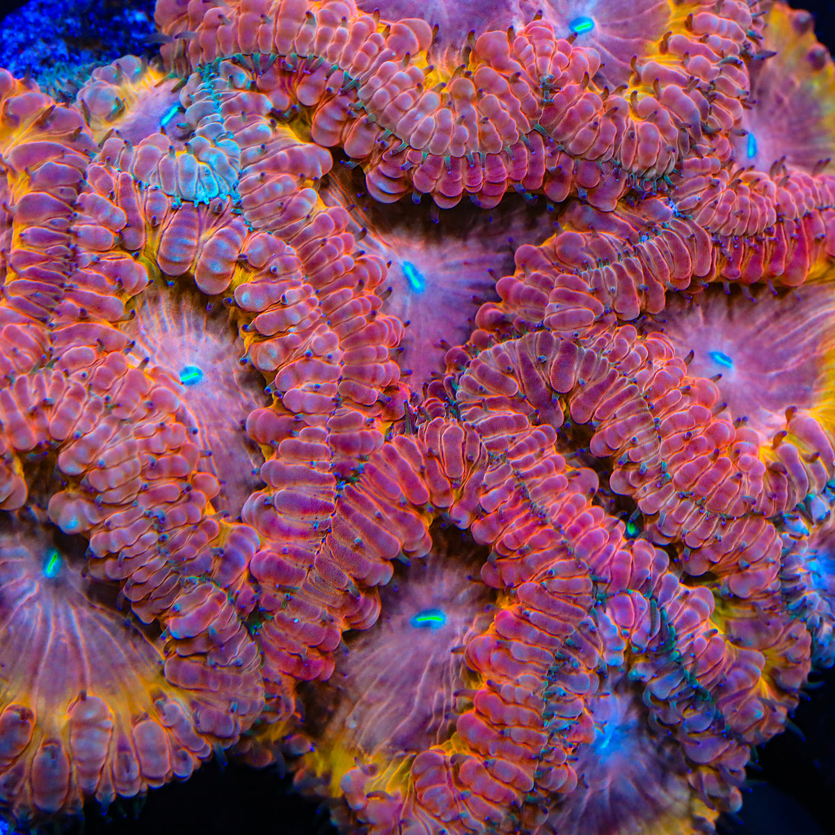 Cosmic Guardian Blastomussa Coral