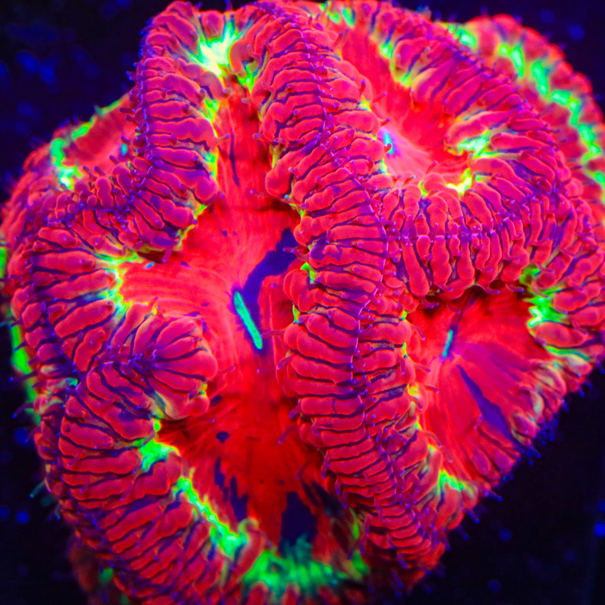 Mystic Bolt Blastomussa Coral