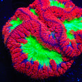 Color Phantom Blastomussa Coral