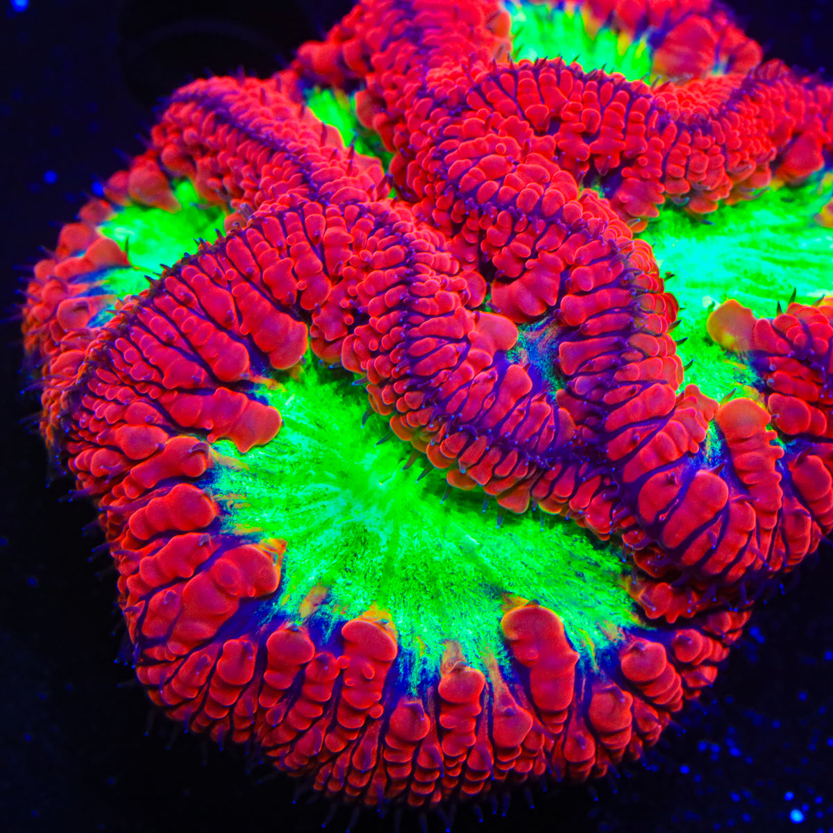 Color Phantom Blastomussa Coral
