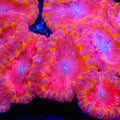 Solar Spark Blastomussa Coral