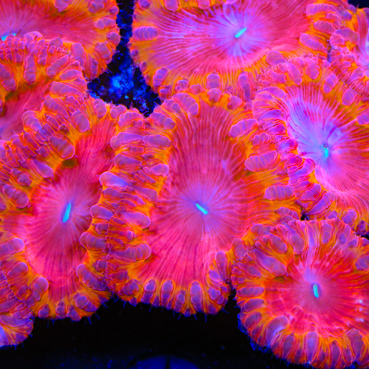 Solar Spark Blastomussa Coral