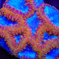 Rainbow Rush Blastomussa Coral